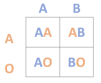 Cuadrado de Punnett que muestra una cruz AB x AO.