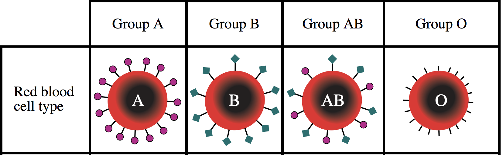 Diagram of ABO blood groups: A with circle antigens, B with square antigens, AB with circle and square antigens, O with no antigens