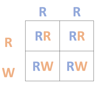 Cuadrado de Punnett que muestra una cruz RR x RW.