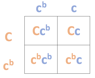 Cuadrado de Punnett que muestra una cruz de c^bc x cc^b.