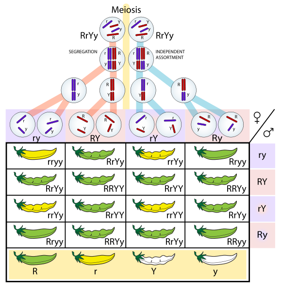 Tabla que muestra cómo los genes intercambian según la segregación o surtido independiente durante la meiosis y cómo esto se traduce en las Leyes de Mendel.