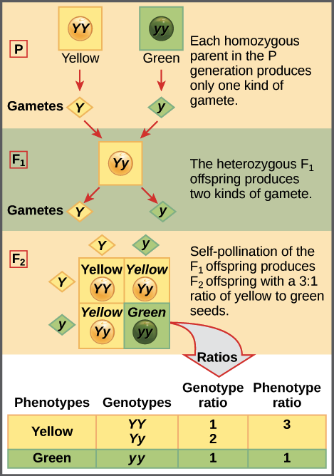 Esta ilustración muestra un cruce monohíbrido. En la generación P, uno de los progenitores tiene un fenotipo amarillo dominante y el genotipo YY, y el otro progenitor tiene el fenotipo verde recesivo y el genotipo yy. Cada progenitor produce un tipo de gameto, dando como resultado una generación F_ {1} con un fenotipo amarillo dominante y el genotipo Yy. La autopolinización de la generación F_ {1} da como resultado una generación F_ {2} con una proporción de 3 a 1 de guisantes amarillos a verdes. Una de cada tres plantas de guisante amarillo tiene un genotipo dominante de YY, y 2 de 3 tiene el genotipo heterocigótico Yy. La planta homocigótica recesiva tiene el fenotipo verde y el genotipo yy.
