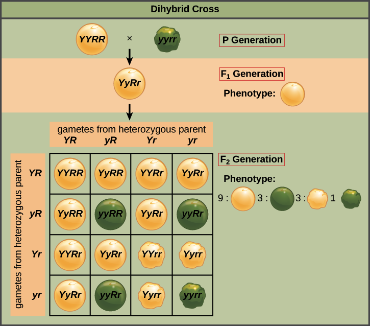 Illustration of the hypothesis that the seed color and seed shape genes assort independently. In this diagram, the Y and R alleles of the yellow, round parent and the y and r alleles of the green, wrinkled parent are not inherited as units. Instead, the alleles of the two genes are inherited as independent units. P generation: A yellow, round plant (YYRR) is crossed with a green, wrinkled plant (yyrr). Each parental generation can produce only one type of gamete, YR or yr. F1 generation: The F1 dihybrid seeds are yellow and round, with a genotype of YyRr. The F1 plants can produce four different types of gametes: YR, Yr, yR, and yr. We can predict the genotypes of the F2 plants by placing these gametes along the top and side axes of a 4X4 Punnett square and filling in the boxes to represent fertilization events. F2 generation: Completion of the Punnett square predicts four different phenotypic classes of offspring, yellow/round, yellow/wrinkled, green/round, and green/wrinkled, in a ratio of 9:3:3:1. This is the prediction of the model in which the seed shape and seed color genes assort independently. Punnett square:||YR|Yr|yR|yr-|-|-|-|-|-YR||YYRR|YYRr|YyRR|YyRrYr||YYRr|_YYrr_|YyRr|_Yyrr_yR||YyRR|YyRr|**yyRR**|**yyRr**yr||YyRr|_Yyrr_|**yyRr**|***yyrr*** Plain text = yellow, round phenotype _Italic text_ = yellow, wrinkled phenotype **Bold text** = green, round phenotype ***Bold, italic text*** = green, wrinkled phenotype