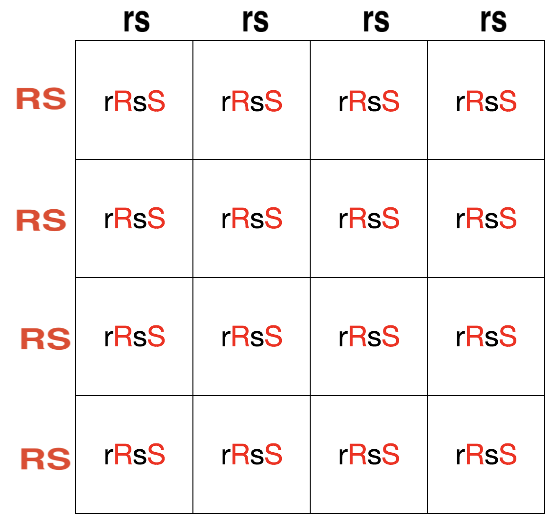 Configuración cuadrada de Punnett dihíbrida que muestra proporciones de genotipos de un cruce rrss x RRSS