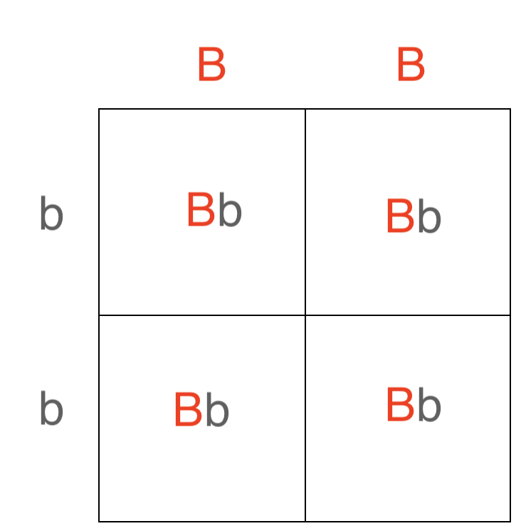 Conjunto monohíbrido de Punnett cuadrado que muestra proporciones de genotipos de un cruce bb x BB