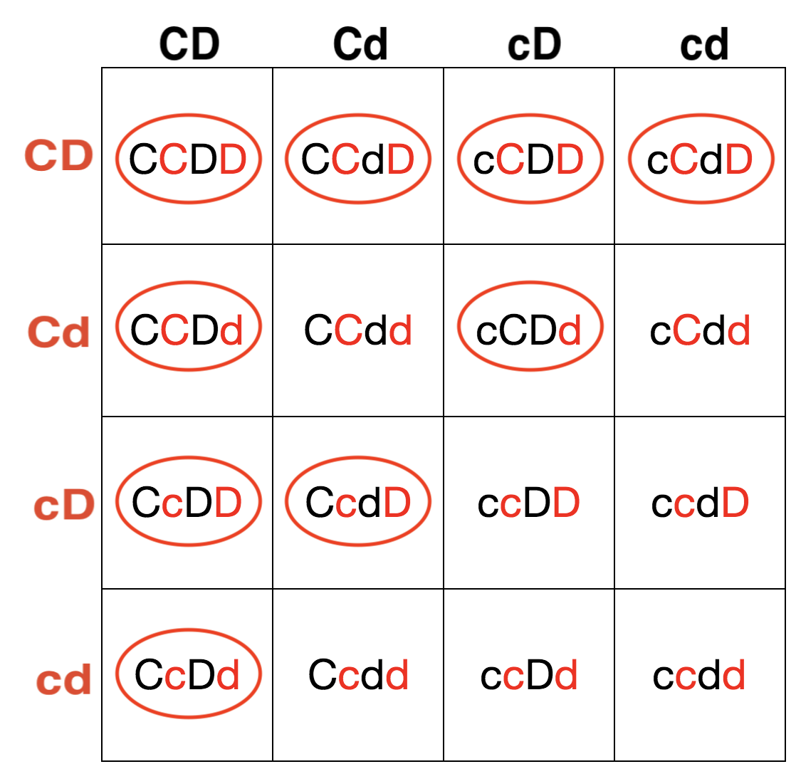 Configuración cuadrada de Punnett dihíbrida que muestra proporciones de genotipos de un cruce de cCDD x cCDD