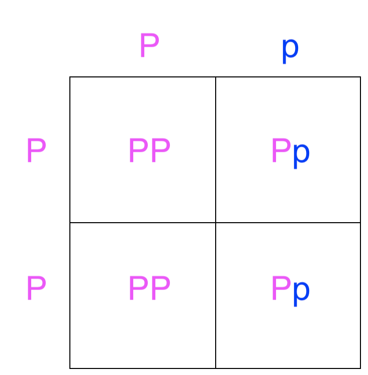 Cuadrado monohíbrido de Punnett que muestra proporciones de genotipos de un cruce PP x Pp