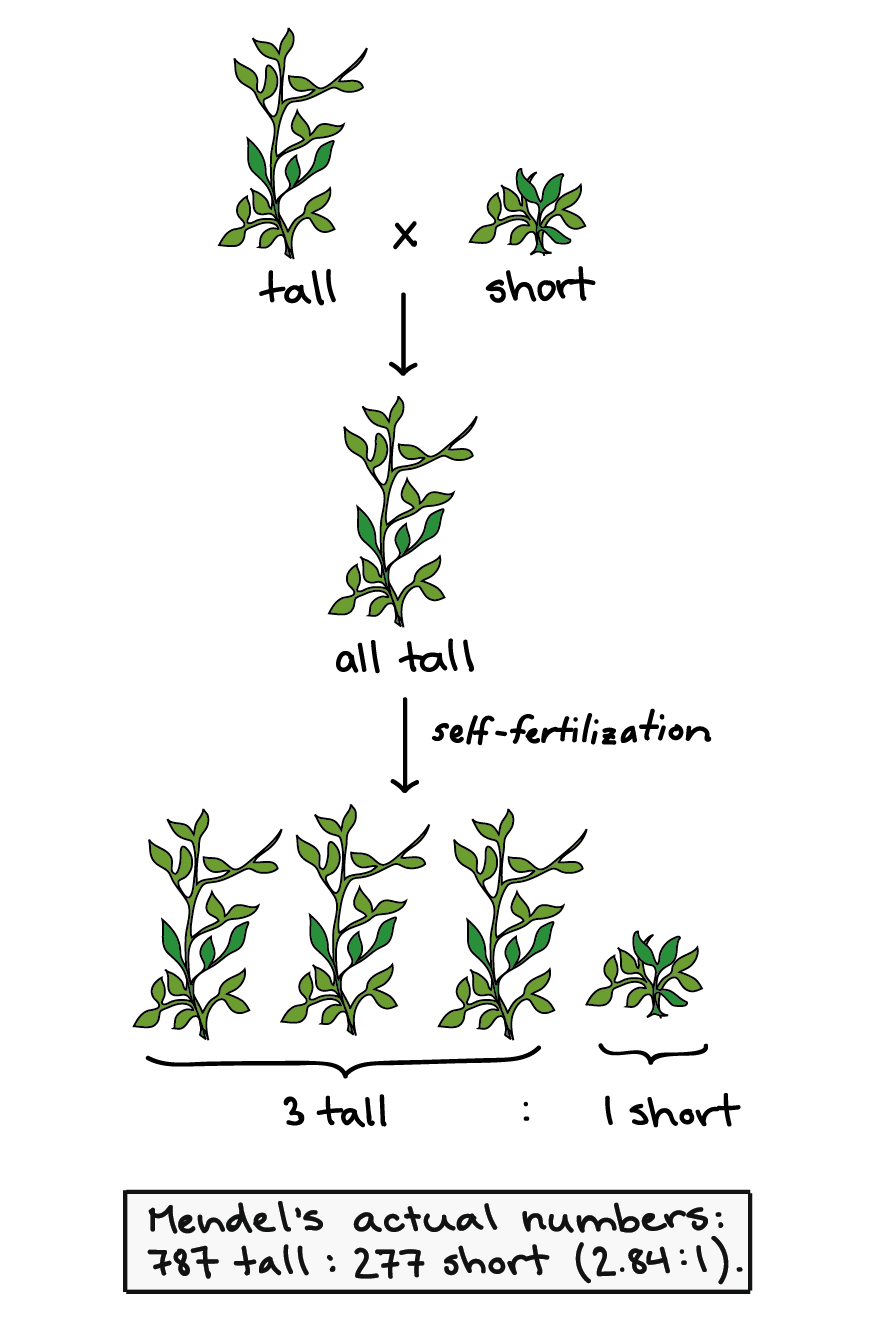Representation of results from one of Mendel's experiments. When a tall and short plant are crossed, all of the offspring are tall. If the offspring self-fertilize, they produce tall and short plants in a ratio of 3:1 in the next generation. Mendel's actual counts were 787 tall:277 short plants in this generation (2.84:1 ratio).