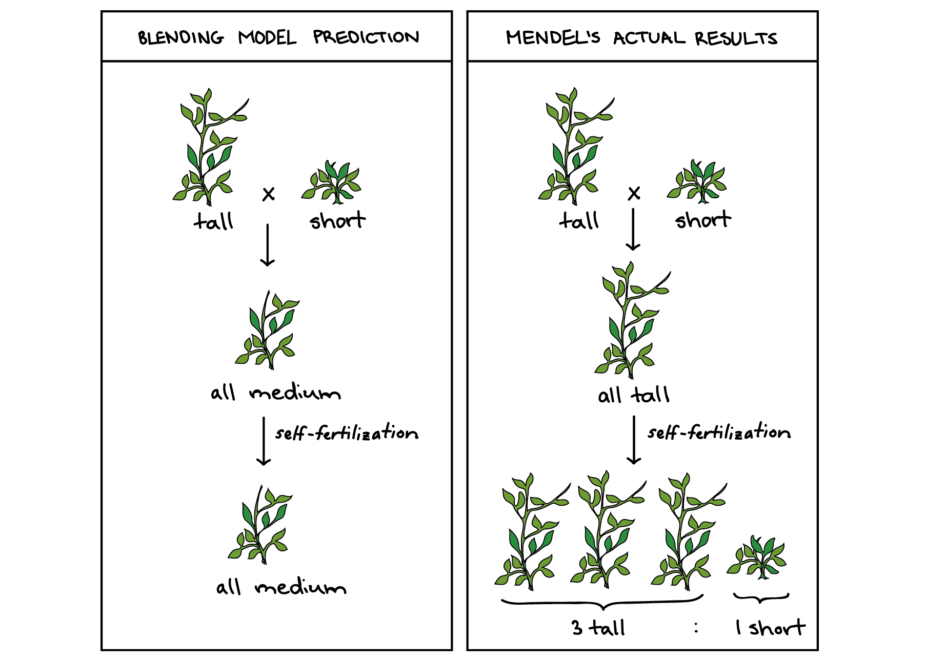 Image comparing the predictions of the blending model with Mendel's actual results for a cross between a tall pea plant and a short pea plant. The blending model predicts that all the offspring from the cross should be of medium height, and that if those offspring self-fertilize, all the plants in the next generation will also be of medium height. Mendel instead observed that all the offspring of the cross were tall, and that when they self-fertilized, they produced tall and short plants in a ratio of 3:1.