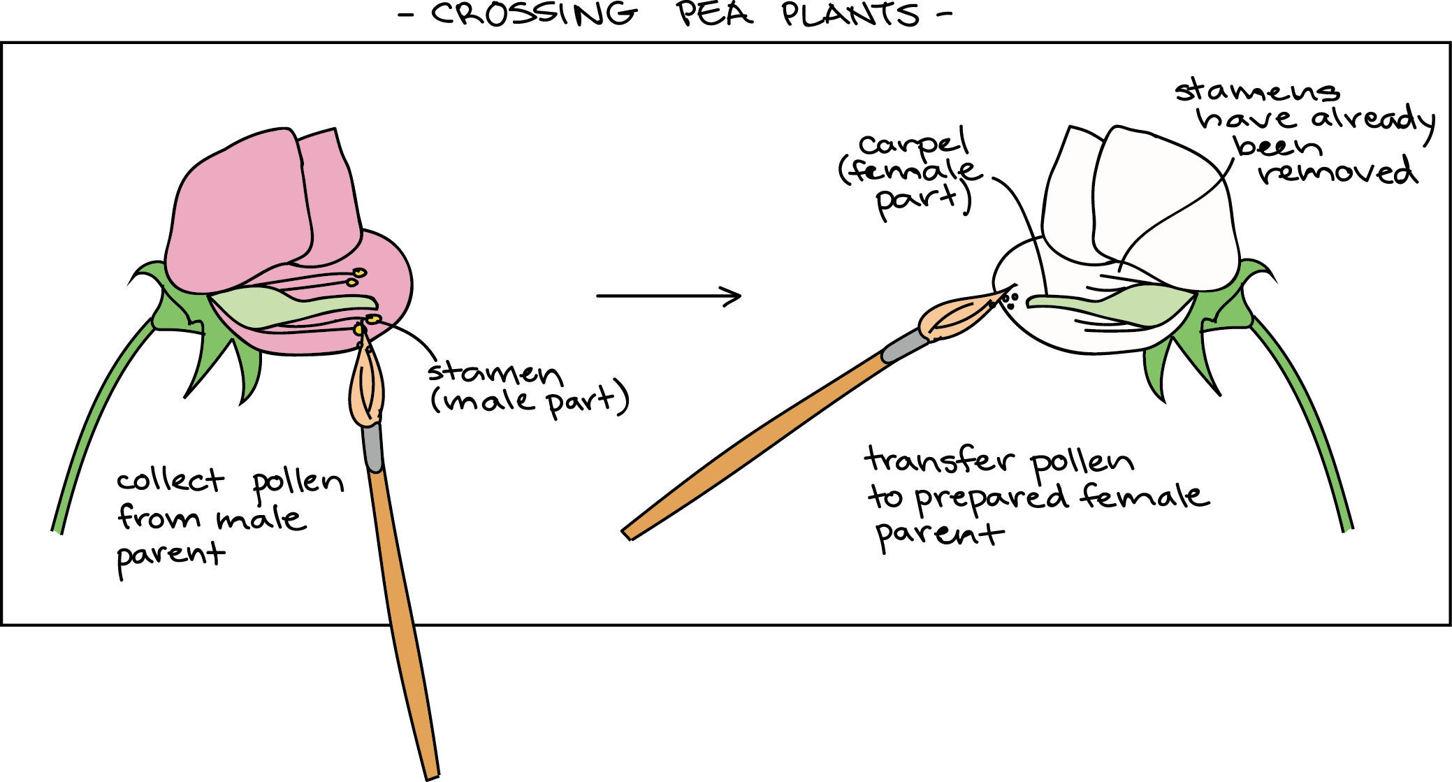 Diagram of pea flowers, showing how a cross is performed. First, a flower on the female parent is emasculated, meaning that the male parts (anthers) are removed with forceps or scissors. Then, pollen is collected from a flower on the male parent plant using a paintbrush. The pollen is dabbed onto the female part (carpel) of the female parent flower that was previously emasculated. 