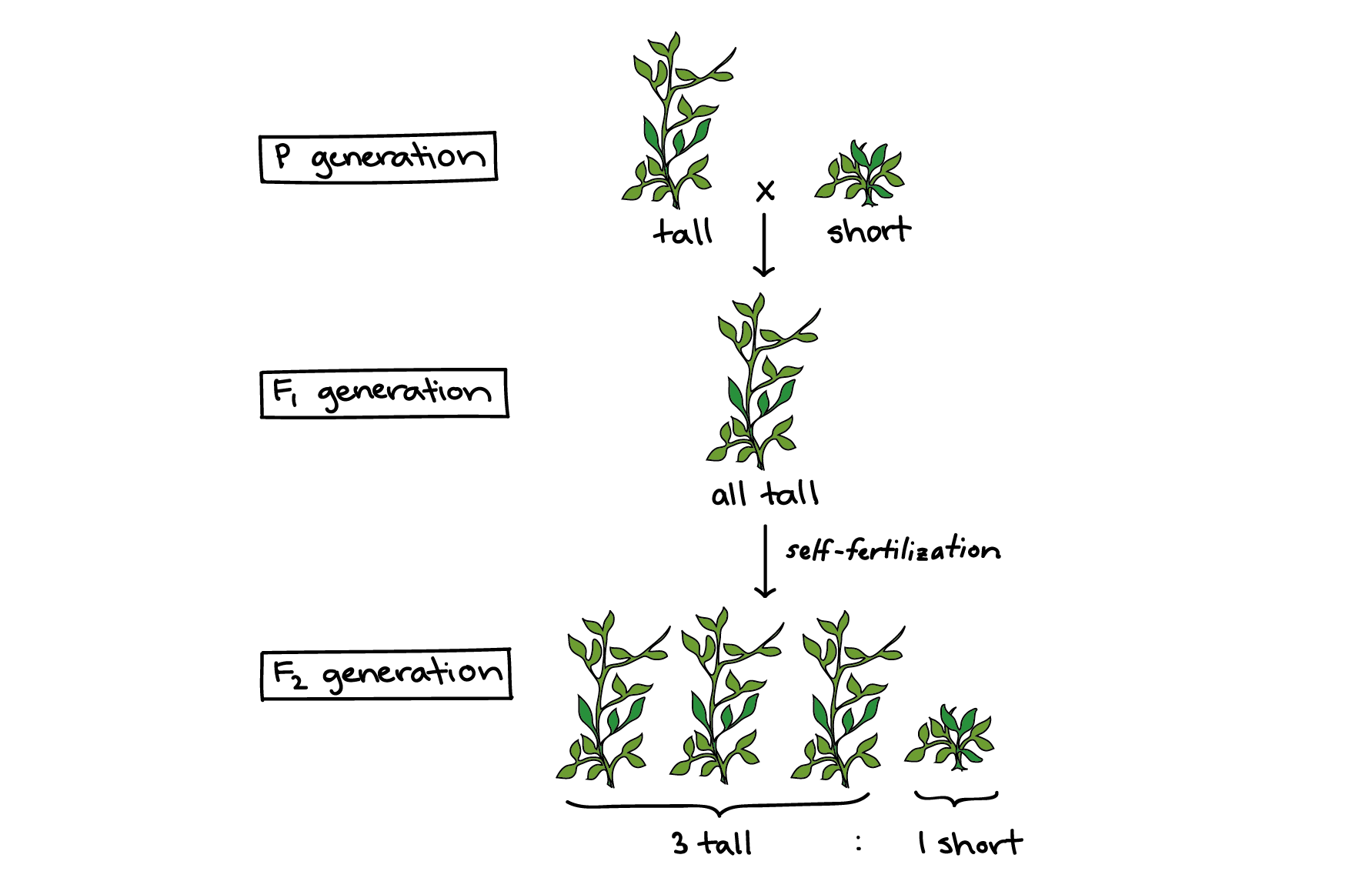 Diagrama de un cruce entre una planta alta y una planta corta, etiquetando las generaciones P, F1 y F2.