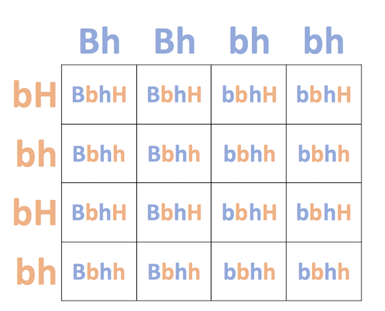 Dihybrid punnett square set up showing genotype ratios of a Bbhh x bbHh cross