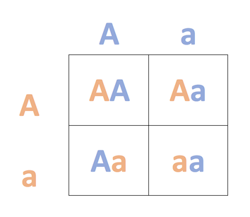Configuración monohíbrida de punnett cuadrada que muestra proporciones de genotipos de un cruce de Aa x Aa