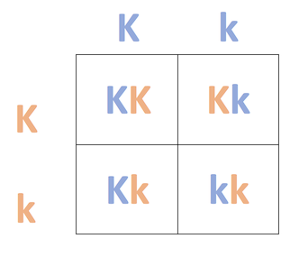 Conjunto monohíbrido de punnett cuadrado que muestra proporciones de genotipos de un cruce de Kk x Kk