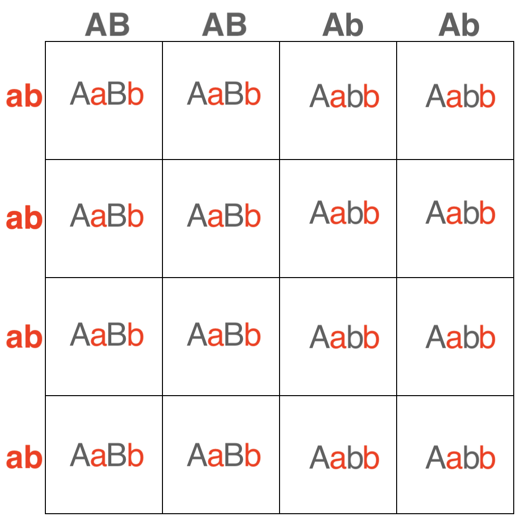 Configuración cuadrada de Punnett dihíbrida que muestra proporciones de genotipos de un cruce de aABb x aabb