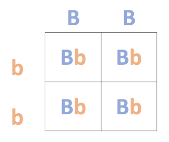 Configuración monohíbrida de punnett cuadrada que muestra proporciones de genotipos de un cruce BB x bb