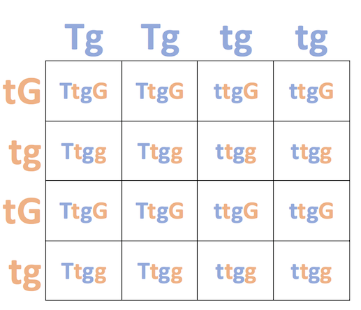 Configuración cuadrado-punnett dihíbrida que muestra proporciones de genotipos de un cruce Ttgg x tTGG