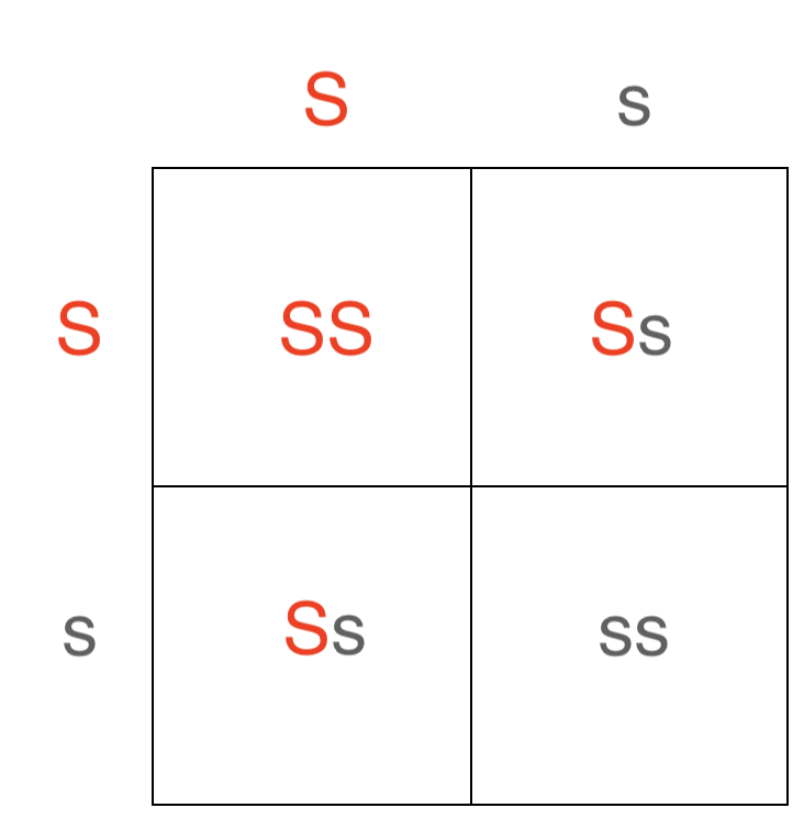 Configuración de cuadrados Punnett monohíbridos que muestran proporciones de genotipos de un cruce de Ss x Ss