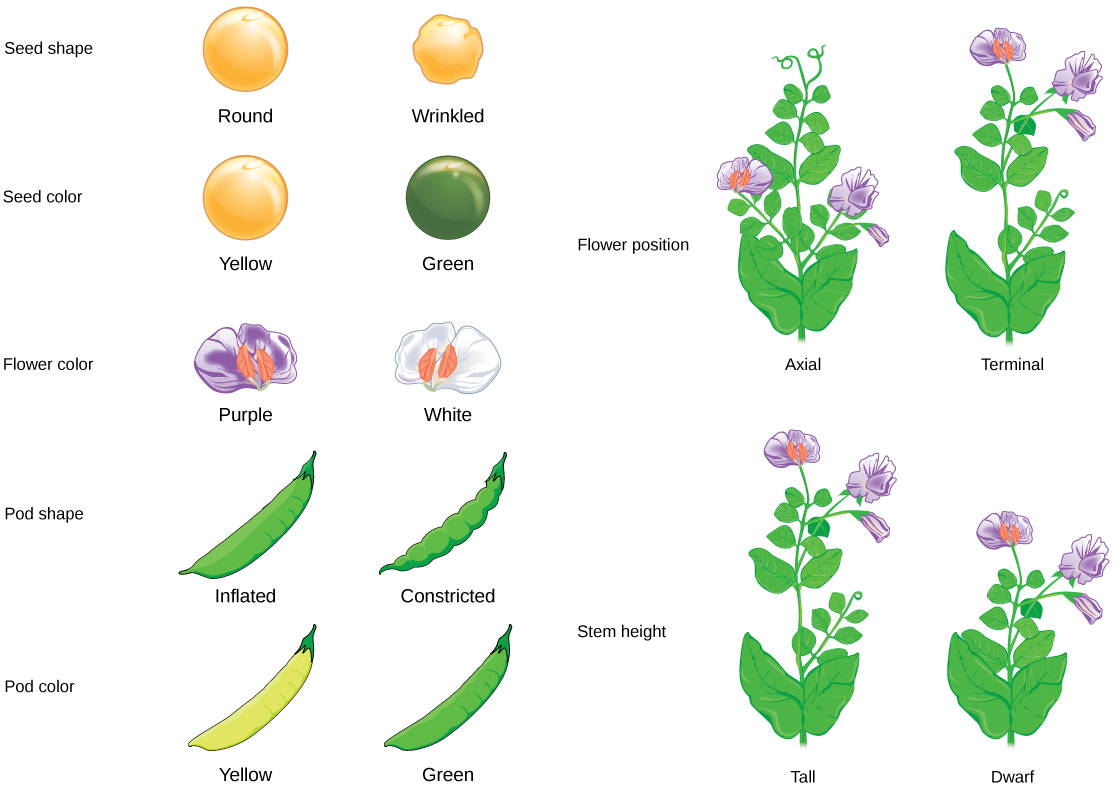 Se ilustran siete características de las plantas de guisante de Mendel. Las flores pueden ser moradas o blancas. Los guisantes pueden ser amarillos o verdes, o lisos o arrugados. Las vainas de guisantes pueden estar infladas o constreñidas, o amarillas o verdes. La posición de la flor puede ser axial o terminal. La longitud del tallo puede ser alta o enana.