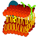 Lipid and Membrane Structure