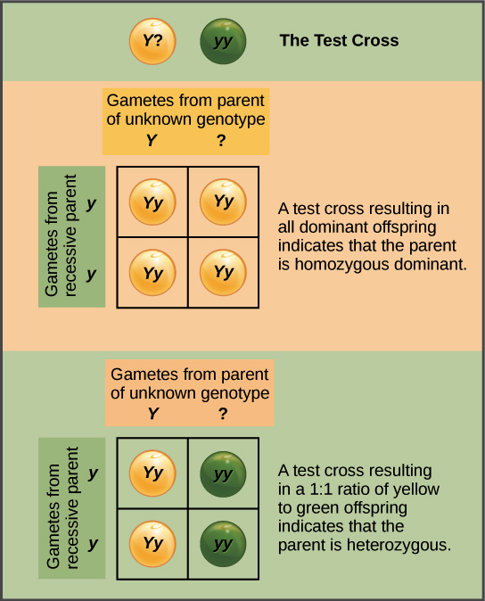 In a test cross, a parent with a dominant phenotype but unknown genotype is crossed with a recessive parent. If the parent with the unknown genotype is homozygous dominant, all the resulting offspring will have at least one dominant allele. If the parent with the unknown genotype is heterozygous, 50 percent of the offspring will inherit a recessive allele from both parents and will have the recessive phenotype.