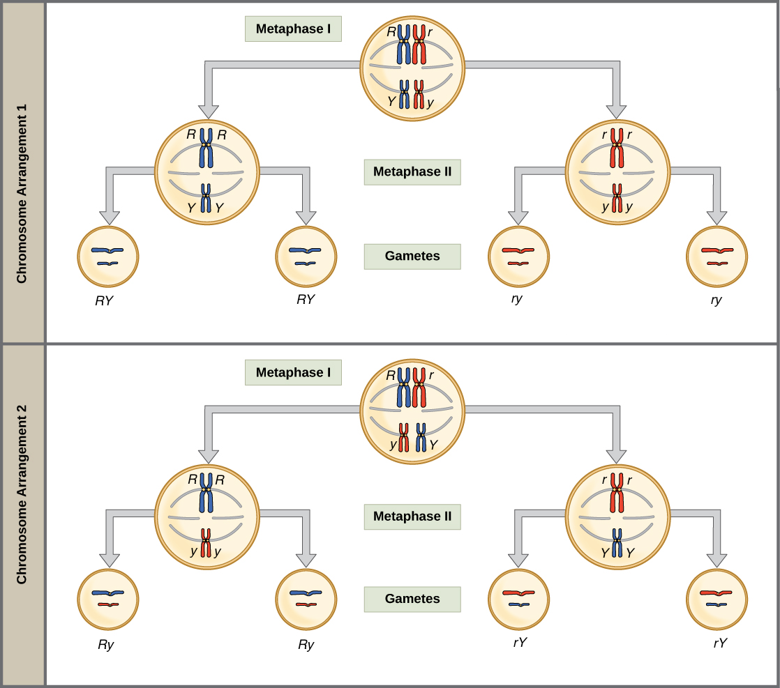 Homologous pairs of chromosomes line up at the metaphase plate during metaphase I of meiosis. The homologous chromosomes, with their different versions of each gene, are randomly segregated into daughter nuclei, resulting in a variety of possible genetic arrangements.