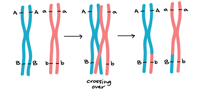 Illustration of crossing over