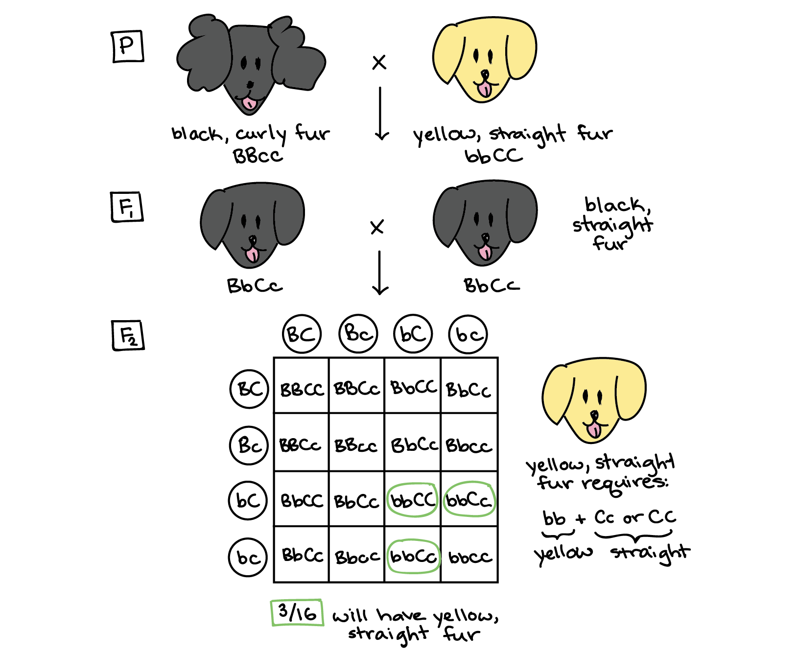 Annotated diagram illustrating the solution to the dog fur problem. P generation: Black, curly-furred parent is of genotype BBcc. Yellow, straight-furred parent is of genotype bbCC. F1 generation: All F1 dogs are of genotype BbCc. The F1 dogs are interbred to produce an F2 generation. F2 generation: Punnett square:||BC|Bc|bC|bc-|-|-|-|-|-BC||BBCC|BBCc|BbCC|BbCcBc||BBCc|BBcc|BbCc|BbccbC||BbCC|BbCc|**bbCC**|**bbCc**bc||BbCc|Bbcc|**bbCc**|bbcc Puppies of bbCC or bbCc genotypes will be yellow and have straight fur. 3 out of the 16 boxes of the Punnett square correspond to these genotypes.