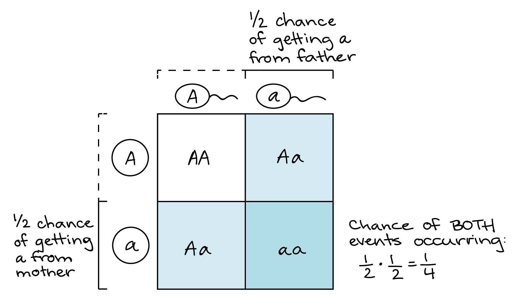 Illustration of how a Punnett square can represent the product rule. Punnett square:||A|a-|-|-|-A||AA|**Aa**a||_Aa_|***aa*** There's a 1/2 chance of getting an a allele from the male parent, corresponding to the rightmost column of the Punnett square. Similarly, there's a 1/2 chance of getting an a allele from the maternal parent, corresponding to the bottommost row of the Punnett square. The intersect of these the row and column, corresponding to the bottom right box of the table, represents the probability of getting an a allele from the maternal parent and the paternal parent (1 out of 4 boxes in the Punnett square, or a 1/4 chance).
