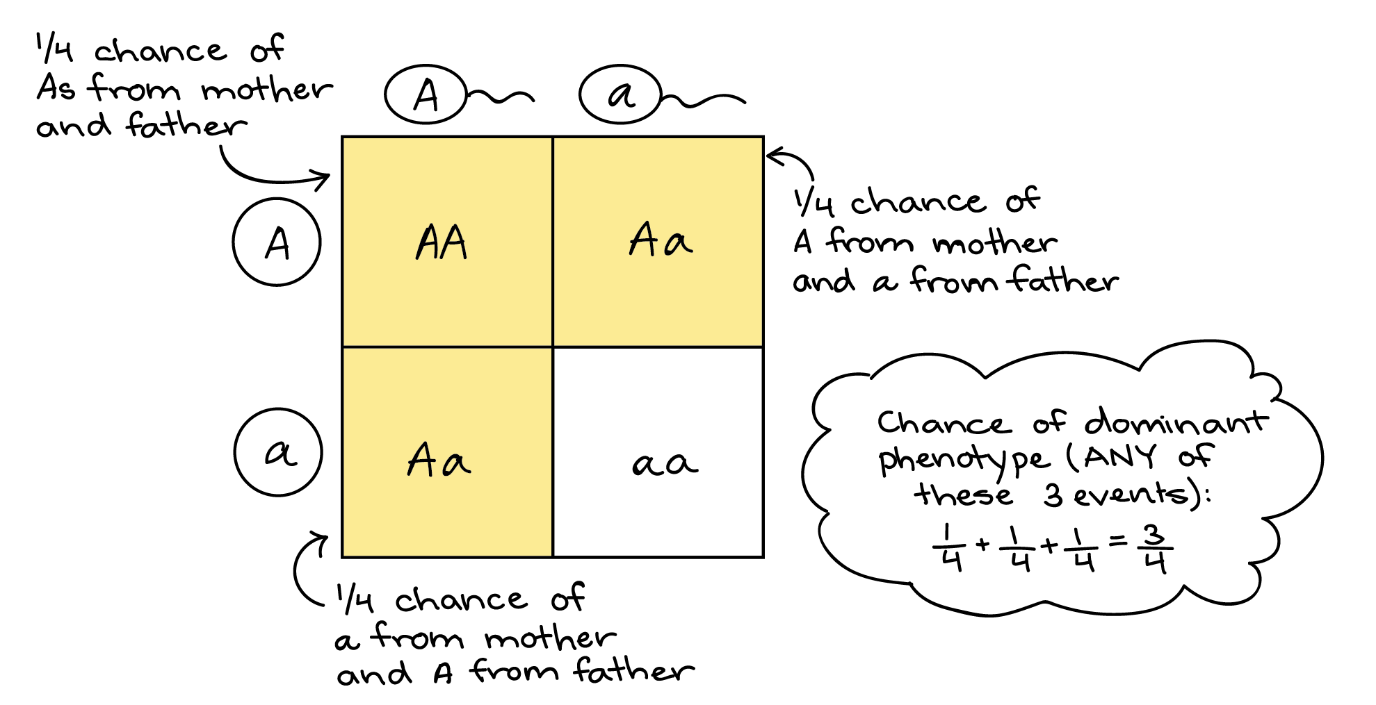 Illustration of how a Punnett square can represent the sum rule. Punnett square:||A|a-|-|-|-A||**AA**|**Aa**a||**Aa**|aa The **bolded** boxes represent events that result in a dominant phenotype (AA or Aa genotype). In one, an A sperm combines with an A egg. In another, an A sperm combines with an a egg, and in a third, an a sperm combines with an A egg. Each event has a 1/4 chance of happening (1 out of 4 boxes in the Punnett square). The chance that any of these three events will occur is 1/4+1/4+1/4 = 3/4.