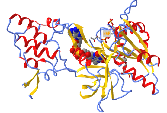 FAD binding domain of cytochrome P450 BM3 in complex with NADP_4DQL..png