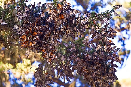 Monarch butterflies overwintering in Pacific Grove, California