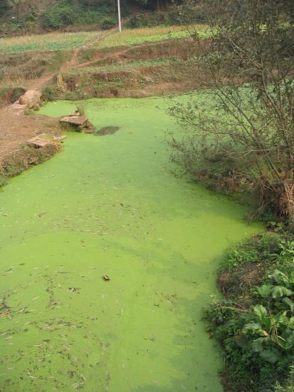 Eutrophication of a stream in China