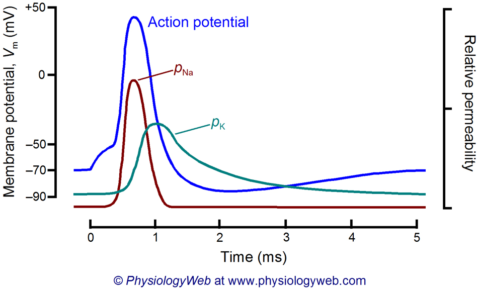 neuronal_action_potential_timecourse_of_pna_and_pk_w.jpg