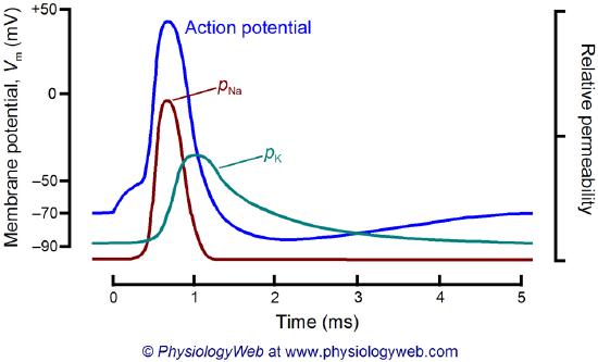 neuronal_action_potential_timecourse_of_pna_and_pk_w.jpg