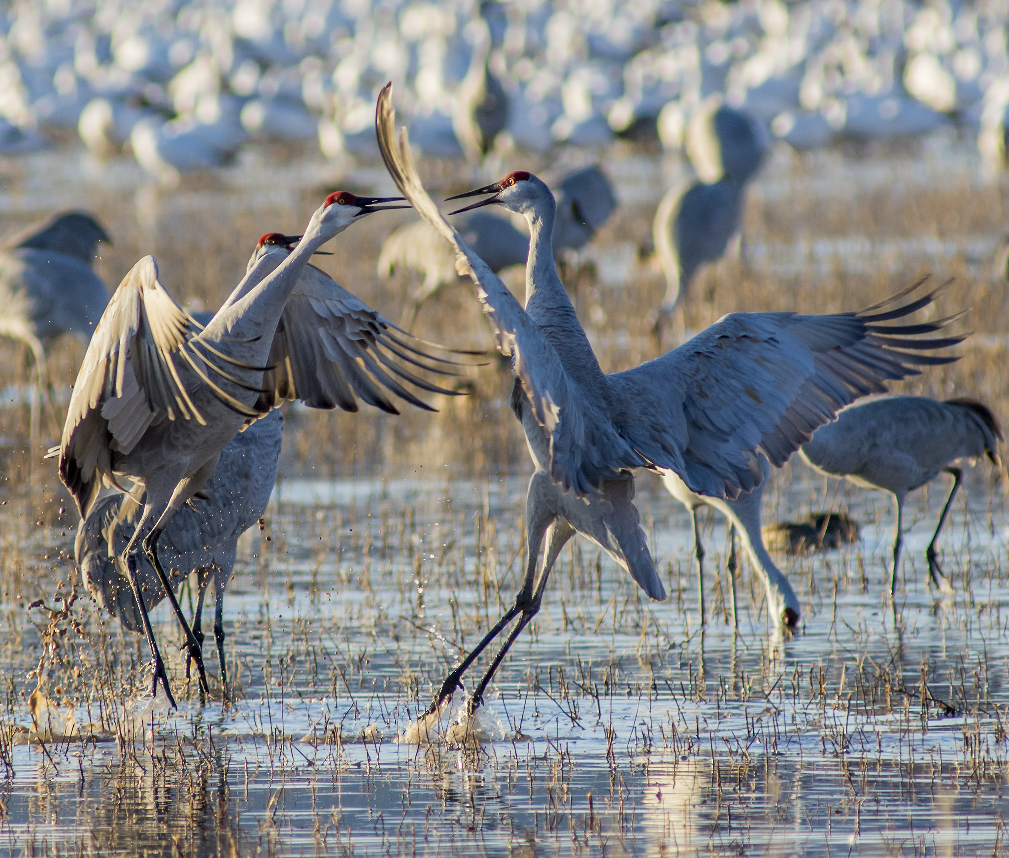 Fighting Sandhill Cranes