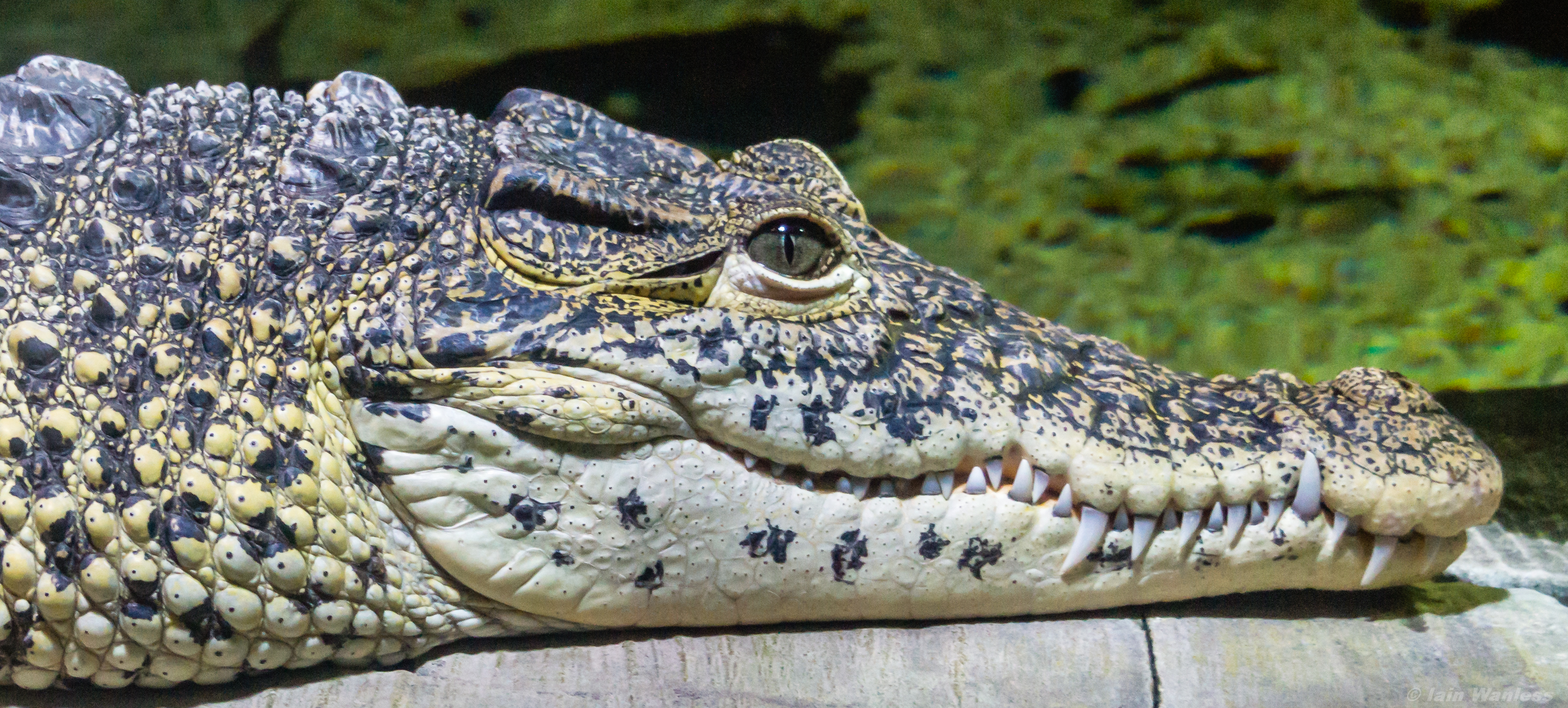 Photo of Cuban crocodile.