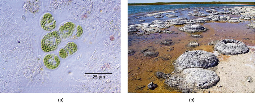Photo (a) depicts round colonies of blue-green algae. Each algae cell is about 5 microns across. Photo (b) depicts round fossil structures called stromatalites along a watery shoreline.
