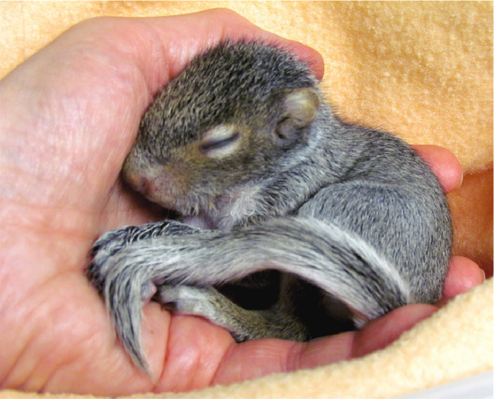 A photo shows a rescue worker holding a curled up baby squirrel in the palm of their hand.