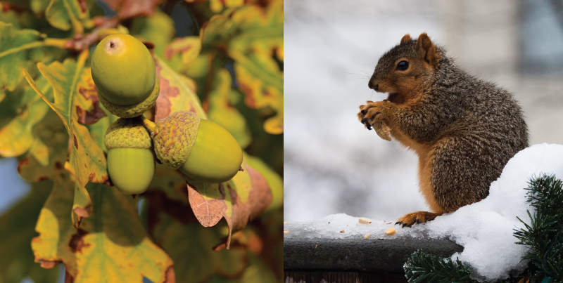 The photo on the left shows acorns growing on an oak tree. The photo on the right shows a squirrel eating.