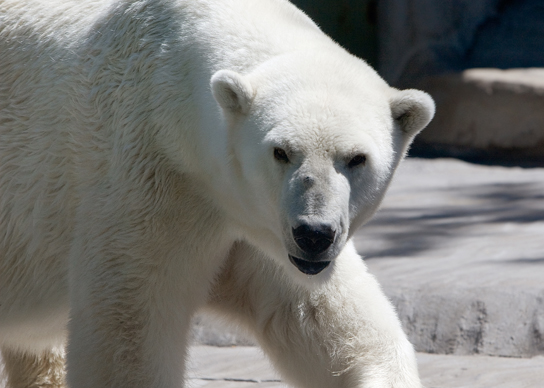 The photo shows a white, furry polar bear.