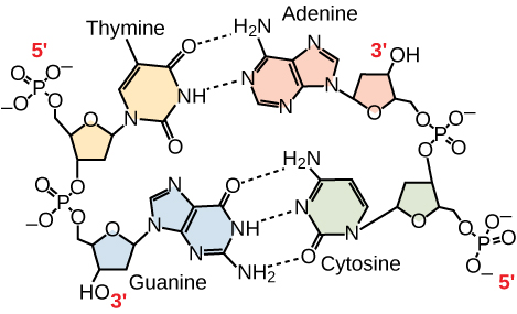 Hydrogen bonding between thymine and adenine and between guanine and cytosine is shown. Thymine forms two hydrogen bonds with adenine, and guanine forms three hydrogen bonds with cytosine. The phosphate backbones of each strand are on the outside and run in opposite directions.
