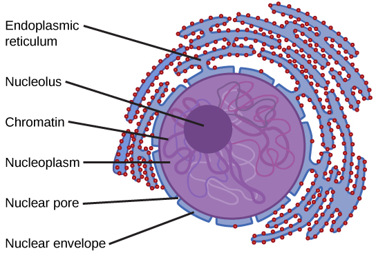 The nucleus is surrounded by diffuse structures called the endoplasmic reticulum. These are littered with round structures throughout. The outer covering of the nucleus is the nuclear envelope, which has nuclear pores. The nucleus is filled with nucleoplasm, in which is embedded the dark, circular nucleolus and spaghetti-like strands of chromatin.