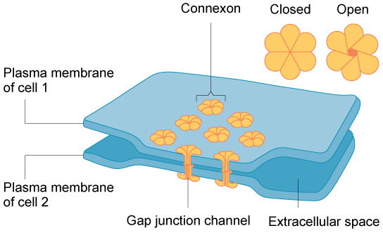 This illustration shows two cells joined together with protein pores called gap junctions that allow water and small molecules to pass through.