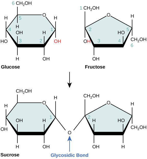 The formation of sucrose from glucose and fructose is shown. In sucrose, the number one carbon of the glucose ring is connected to the number two carbon of fructose via an oxygen.