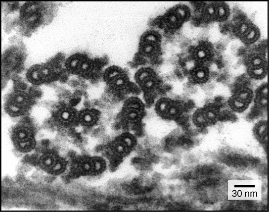 This transmission electron micrograph shows a cross section of nine microtubule doublets that form a hollow tube. Another microtubule doublet sits in the center of the tube.