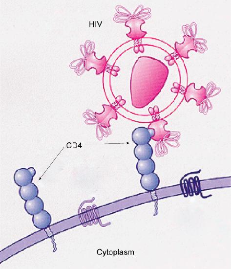 This illustration shows the plasma membrane of a T cell. CD4 receptors extend from the membrane into the extracellular space. The HIV virus recognizes part of the CD4 receptor and attaches to it.