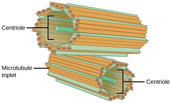 Each centriole resembles a piece of rigatoni pasta in appearance. They are oriented one on top of the other, but are perpendicular to each other. They are cylindrical but their walls are made up of triplets of smaller microtubules.