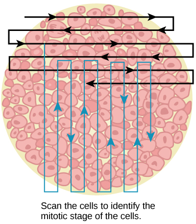 Left: This figure shows an illustration of whitefish blastula cells with a scanning pattern from right to left, and from top to bottom. Right: A micrograph of whitefish blastula cells in various phases of the cell cycle is shown.