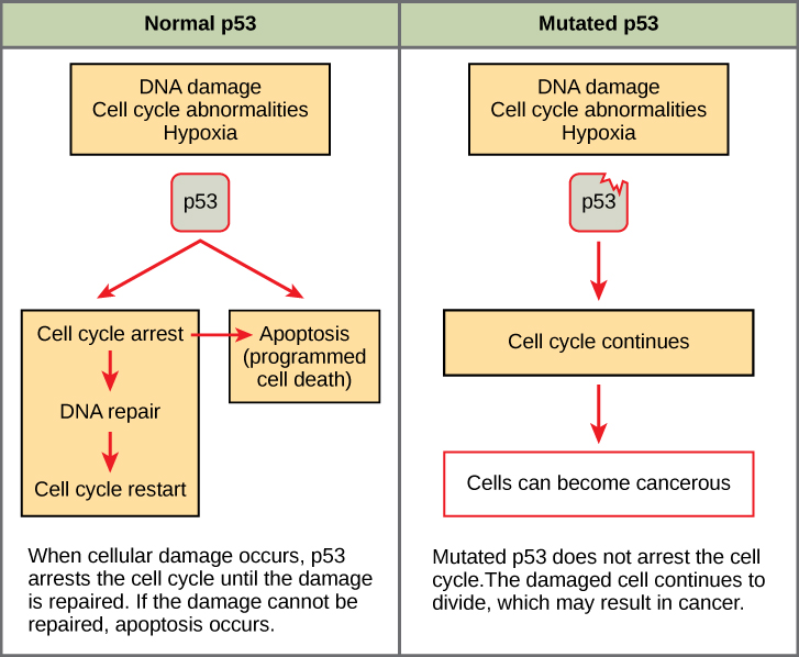 Part a: This illustration shows cell cycle regulation by normal p53, which arrests the cell cycle in response to DNA damage, cell cycle abnormalities, or hypoxia. Once the damage is repaired, the cell cycle restarts. If the damage cannot be repaired, apoptosis (programmed cell death) occurs. Part b: Mutated p53 does not arrest the cell cycle in response to cellular damage. As a result, the cell cycle continues, and the cell may become cancerous.